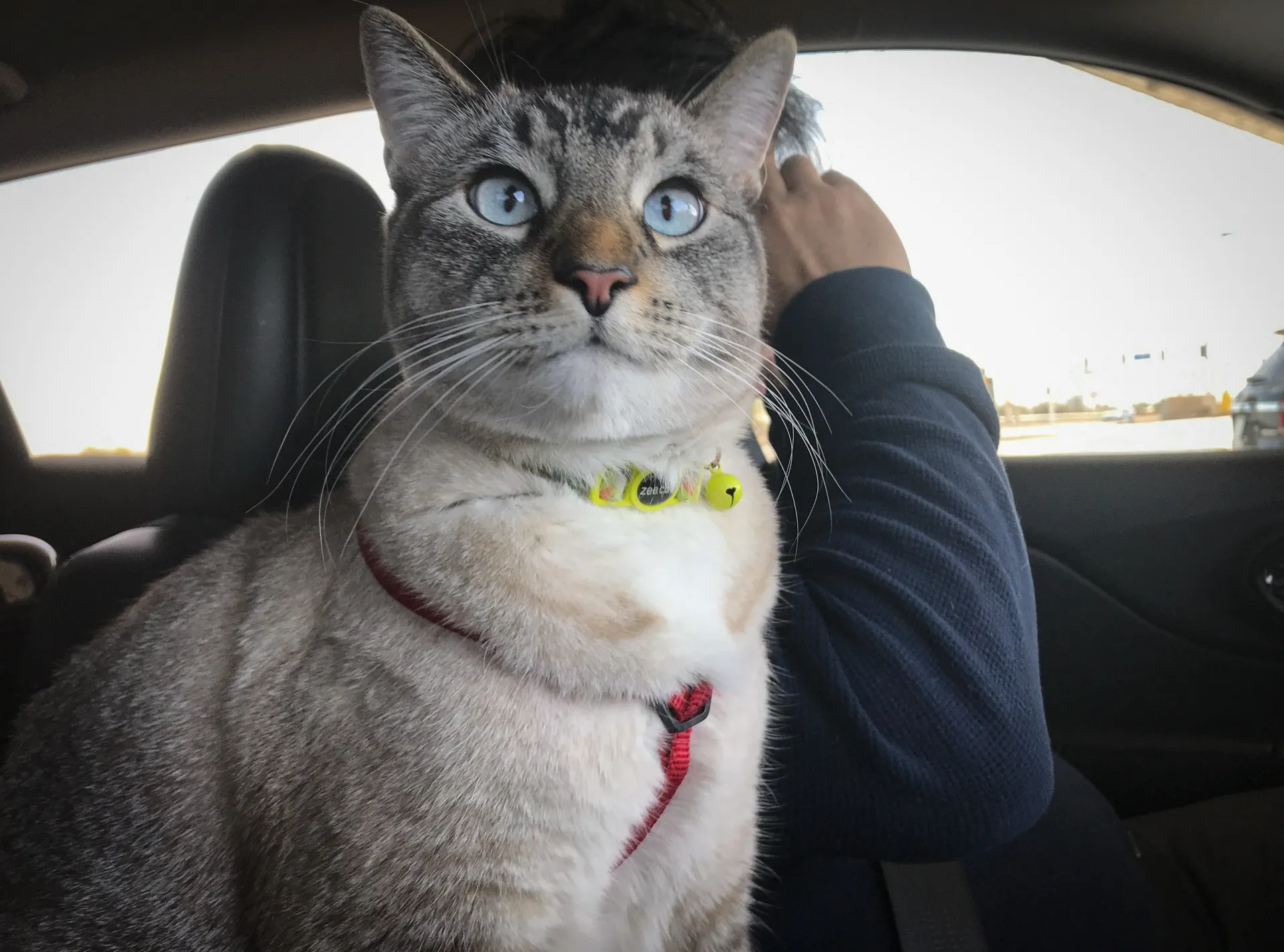 キャンピングカーに猫は不向き│旅行に出かけるなら必要な準備と注意点を確認